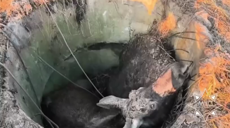 Скриншот видео МЧС