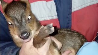 Скриншот видео Гродненского зоопарка