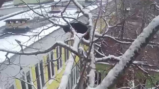 Скриншот видео МЧС