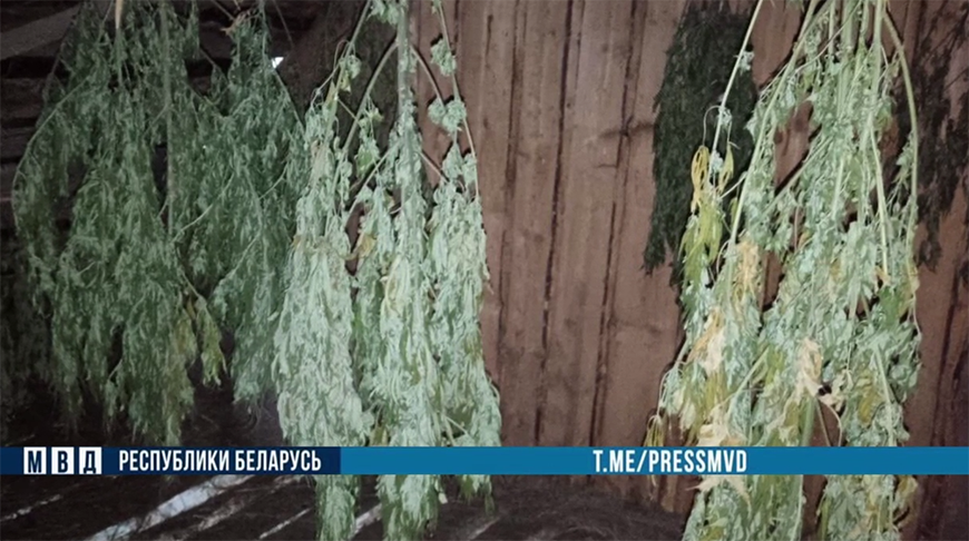 Скриншот видео МВД