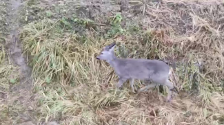 Скриншот видео Минприроды