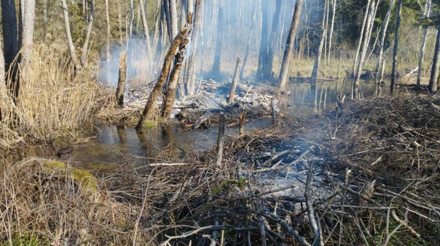 Фото Боровлянского спецлесхоза