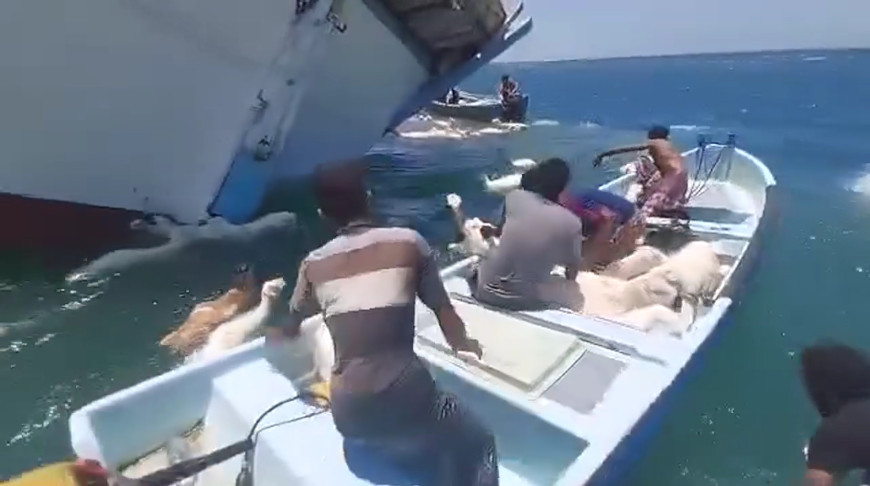 Скриншот видео Yemen Press Agency