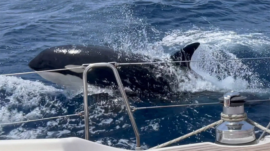 Фото SWNS/Stephen Bidwell