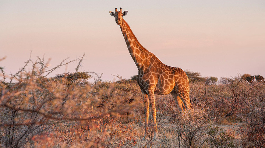 Фото pixabay.com