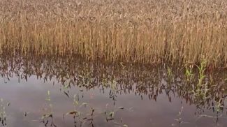 Скриншот видео телеканала  СТВ 