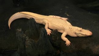 Фото Wikimedia Commons