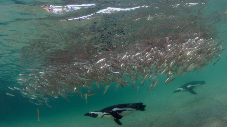 Фото Minden Pictures