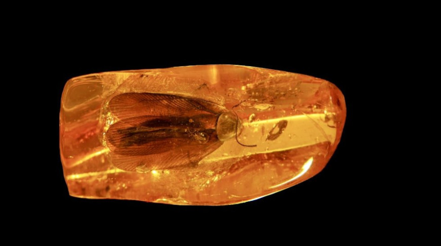 Фото пресс-службы Калининградского янтарного комбината