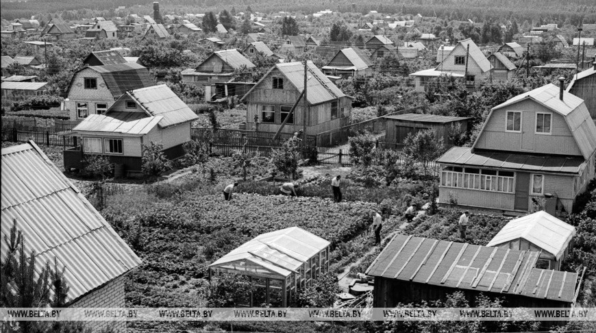 3 июля 1986 года. Садово-огородническое товарищество Могилева "Строитель". Фото Николая Желудовича.