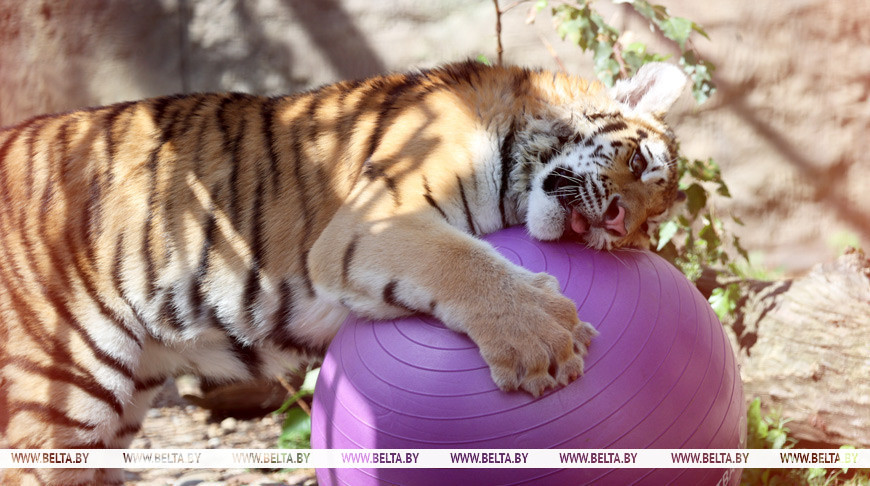 31 июля 2024 года. Амурский тигренок Синбад
