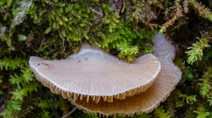 Фото Сихотэ-Алинского заповедника