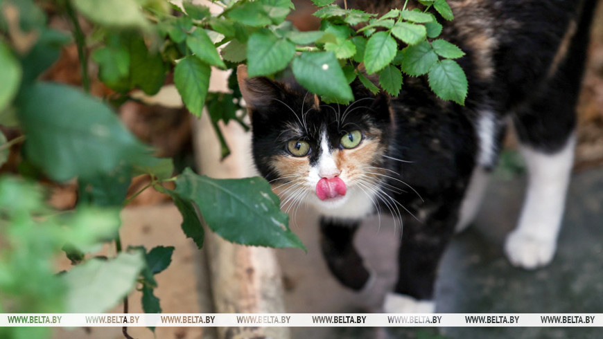 2 марта 2021 года. На Минском парниково-тепличном комбинате.