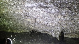 Фото dailymail.co.uk