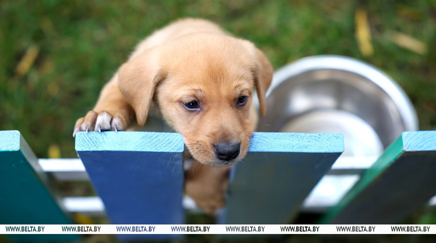    18 октября 2025 года. Благотворительная акция "Доброе сердце" в Минске. На ней можно забрать домой пушистых друзей   