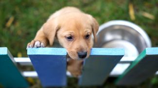    18 октября 2025 года. Благотворительная акция "Доброе сердце" в Минске. На ней можно забрать домой пушистых друзей   