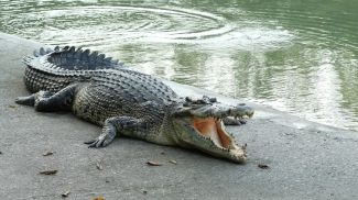 Фото Shutterstock/FOTODOM