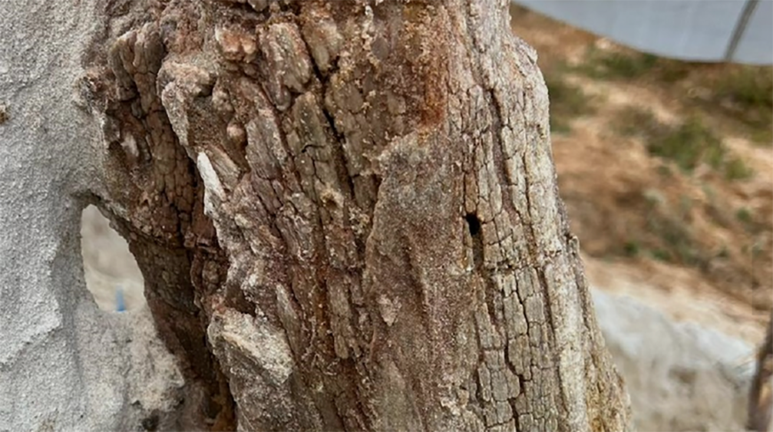 Фото Дмитрия Григорьева / spbu.ru