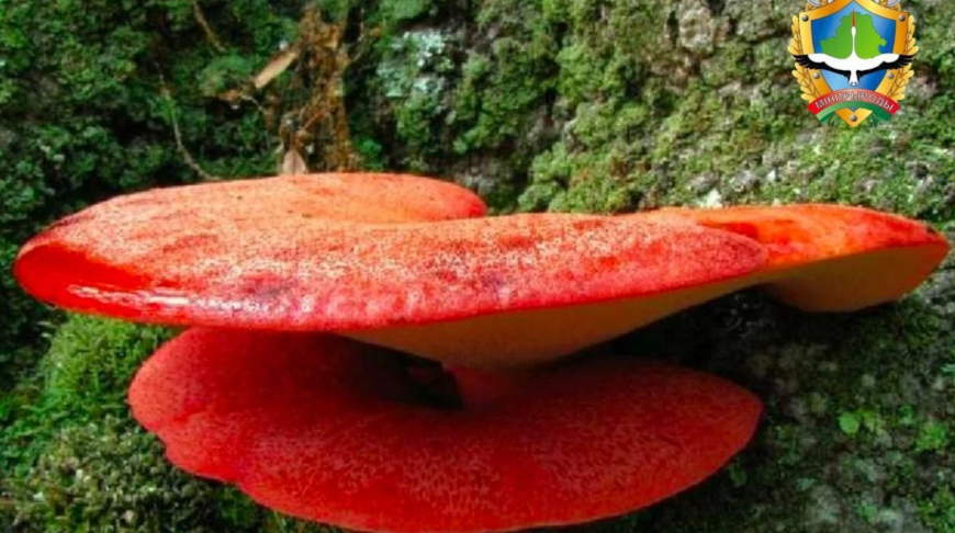 Фото Минприроды