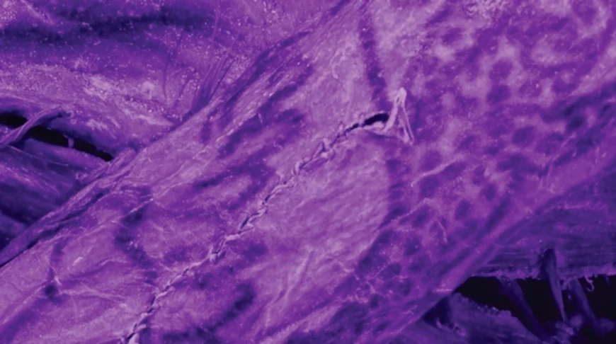 Фото Cambridge University Press on behalf of Antiquity Publications Ltd