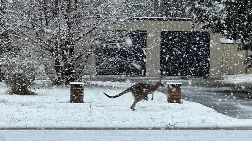 Фото соцсети Х
