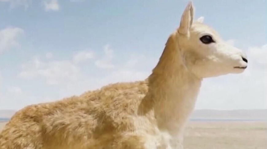 Фото deeprobotics.cn