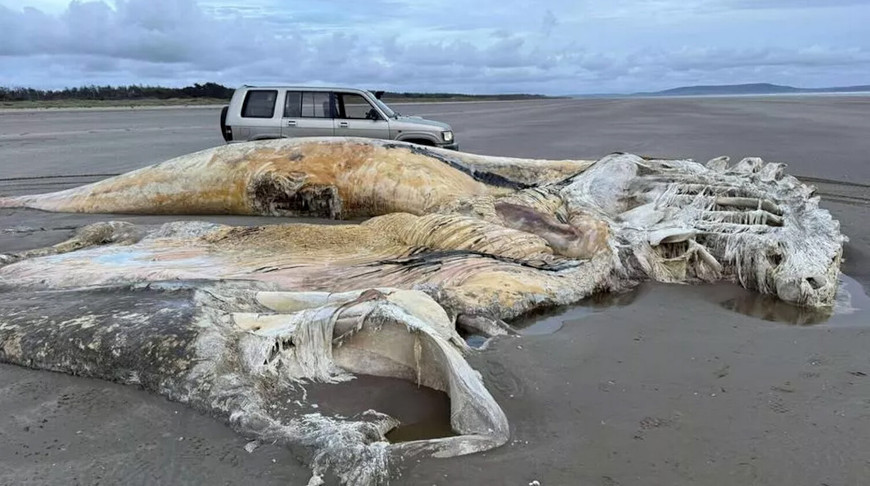 Фото Clayton Boswell