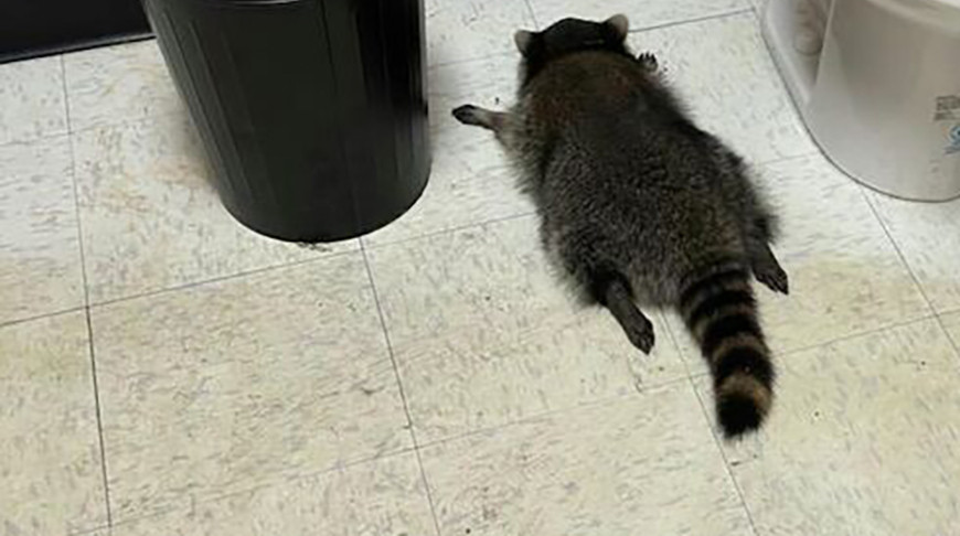 Фото Hanover County Animal Protection