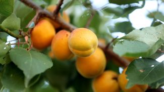 Фото из архива