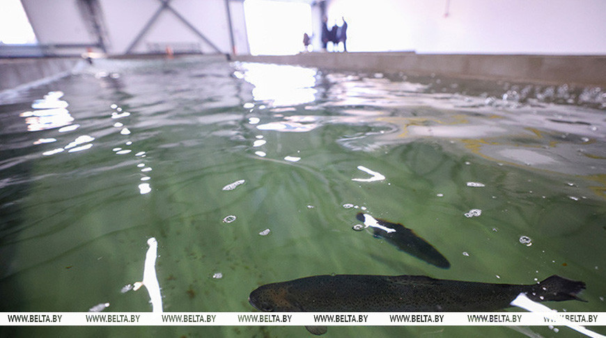 Минсельхозпрод: закон об аквакультуре позволит дать старт новым рыбным производствам