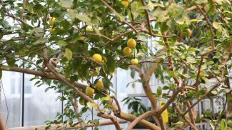 Фото из архива