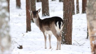 Фото из архива