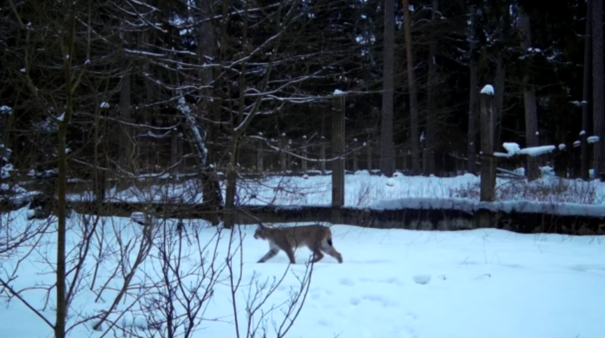 Скриншот видео npbp.by