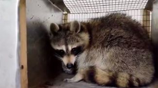 Скриншот видео ГТК