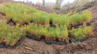 Фото Минлесхоза