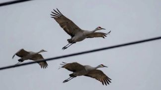 Фото природоохранного учреждения "Центр помощи птицам и животным "Дом брестского аиста"