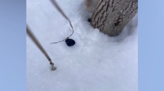 Скриншот видео УВД Брестского облисполкома