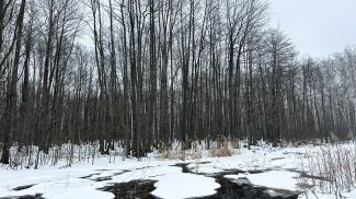 Фото национального парка "Припятский"