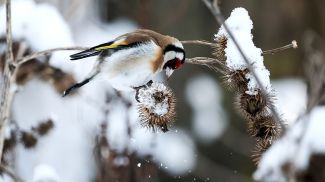 Фото из архива