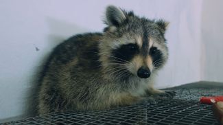 Скриншот видео