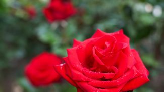 Фото из архива