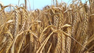 Фото РУП "Научно-практический центр НАН Беларуси по земледелию"