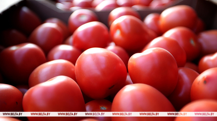 "Будут выращивать помидоры, огурцы, клубнику". Инвестор из КНР построит тепличный комплекс в Оршанском районе