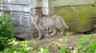 Скриншот видео Нацпарка "Припятский"