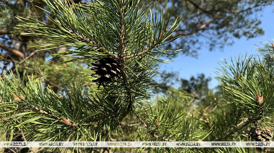Ограничения на посещение лесов действуют почти на всей территории Беларуси