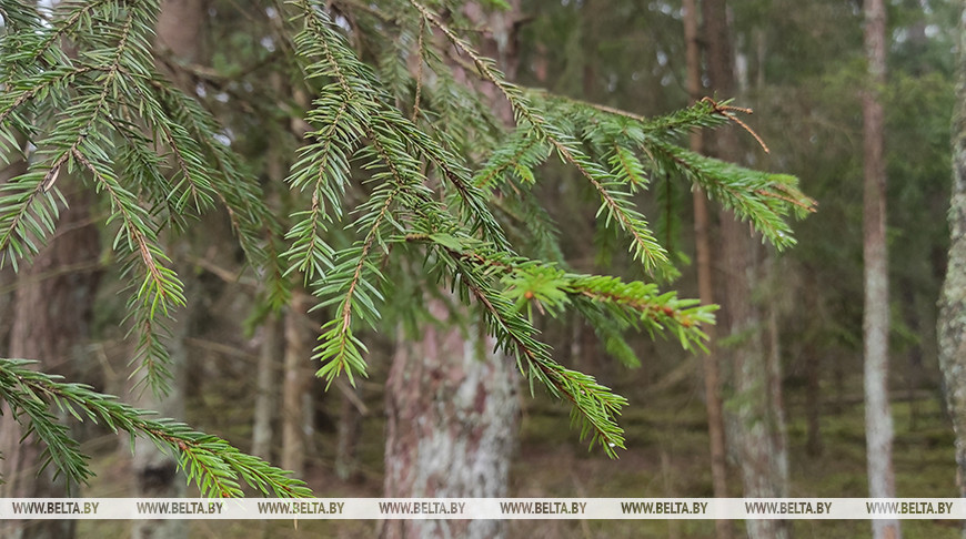 Ограничения на посещение лесов не затронули только два района Беларуси