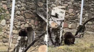 Скриншот видео Гродненского зоопарка