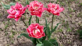 Фото из архива