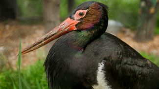 Фото из архива