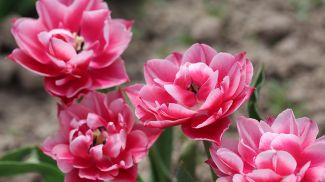 Фото из архива